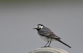 Motacilla alba