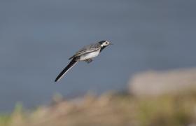 Motacilla alba