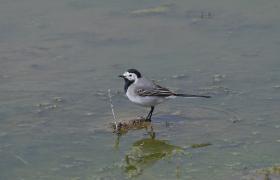 Motacilla alba
