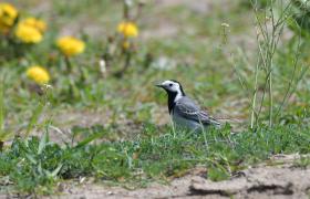 Motacilla alba