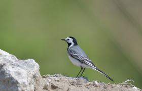 Motacilla alba