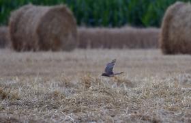 Falco tinnunculus