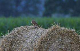 Falco tinnunculus