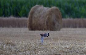 Falco tinnunculus