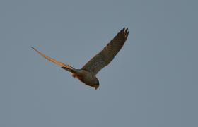 Falco tinnunculus
