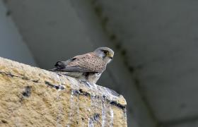 Falco tinnunculus