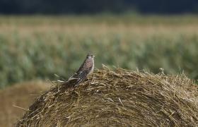 Falco tinnunculus