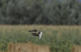 Falco tinnunculus