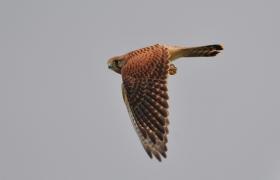 Falco tinnunculus