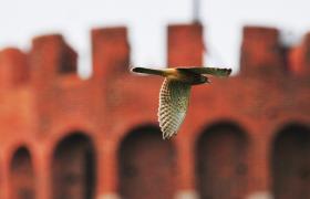 Falco tinnunculus