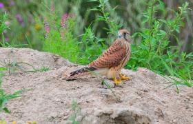 Falco tinnunculus