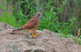 Falco tinnunculus