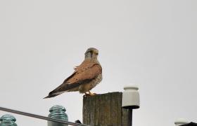 Falco tinnunculus