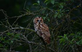 Strix aluco