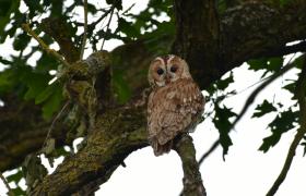 Strix aluco
