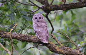 Strix aluco