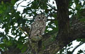 Strix aluco