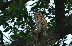 Strix aluco