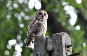 Strix aluco