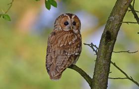 Strix aluco