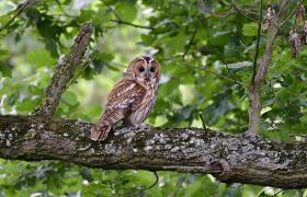 Strix aluco