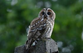 Strix aluco