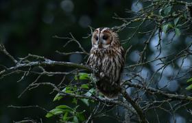 Strix aluco