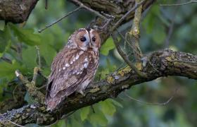 Strix aluco