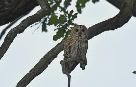 Strix aluco