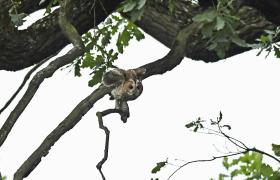 Strix aluco