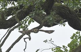 Strix aluco