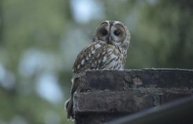 Strix aluco