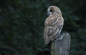 Strix aluco