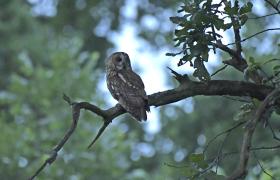 Strix aluco