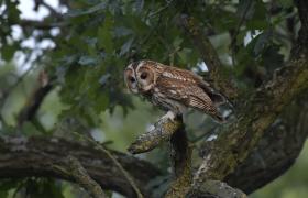 Strix aluco