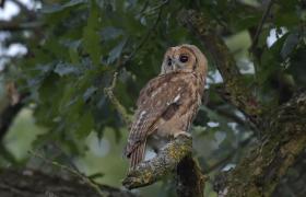 Strix aluco