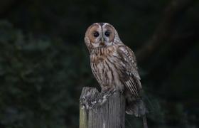 Strix aluco