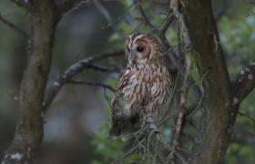 Strix aluco