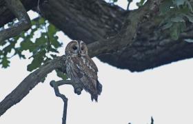 Strix aluco