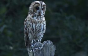 Strix aluco