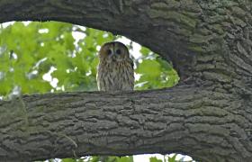 Strix aluco