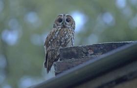 Strix aluco
