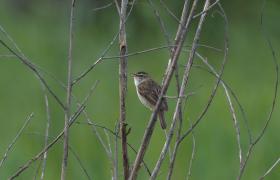 Acrocephalus schoenobaenus