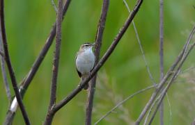 Acrocephalus schoenobaenus