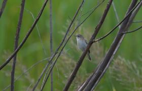 Acrocephalus schoenobaenus