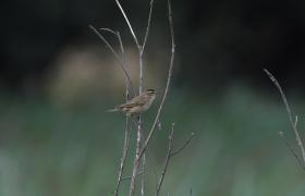 Acrocephalus schoenobaenus