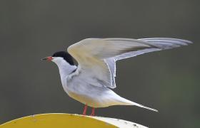 Sterna hirundo