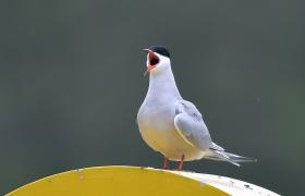 Sterna hirundo