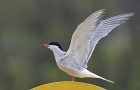 Sterna hirundo
