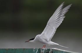 Sterna hirundo